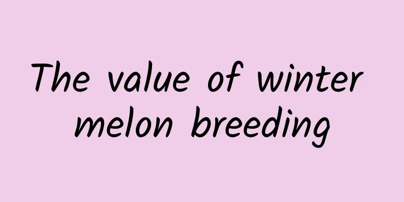 The value of winter melon breeding