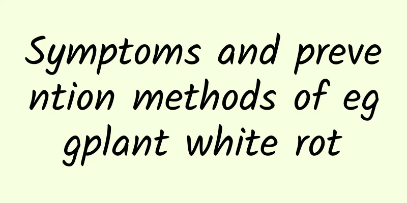 Symptoms and prevention methods of eggplant white rot