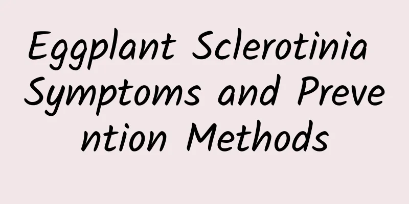 Eggplant Sclerotinia Symptoms and Prevention Methods