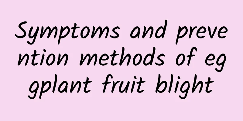 Symptoms and prevention methods of eggplant fruit blight