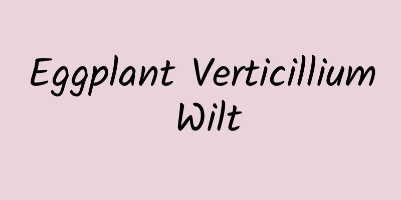 Eggplant Verticillium Wilt