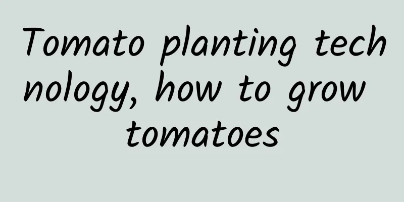 Tomato planting technology, how to grow tomatoes