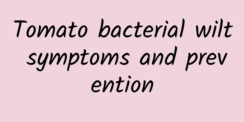 Tomato bacterial wilt symptoms and prevention