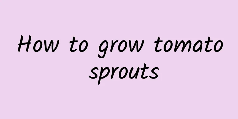 How to grow tomato sprouts