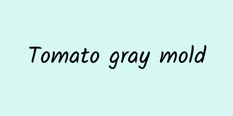 Tomato gray mold