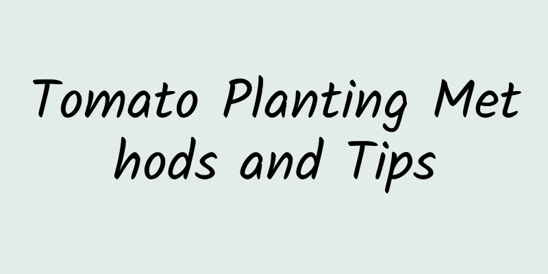 Tomato Planting Methods and Tips