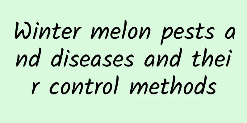 Winter melon pests and diseases and their control methods