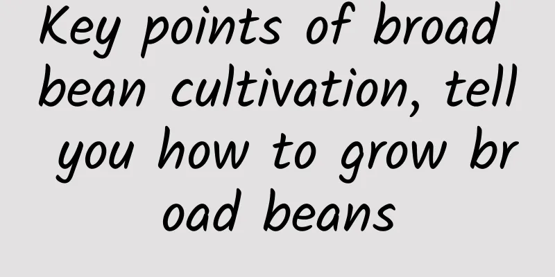 Key points of broad bean cultivation, tell you how to grow broad beans