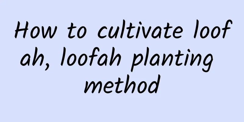 How to cultivate loofah, loofah planting method