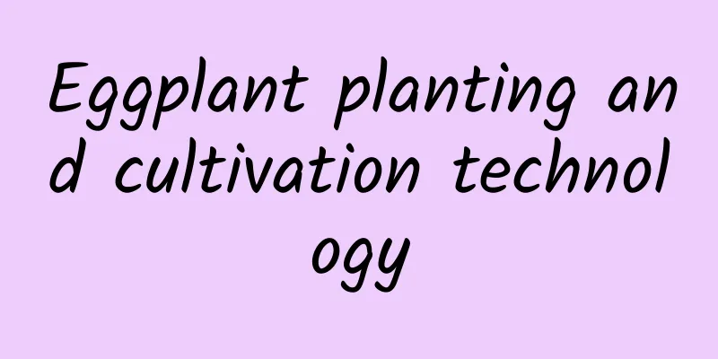 Eggplant planting and cultivation technology