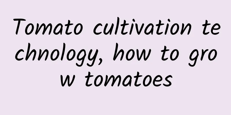 Tomato cultivation technology, how to grow tomatoes