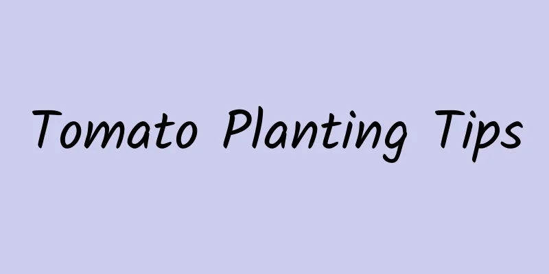 Tomato Planting Tips