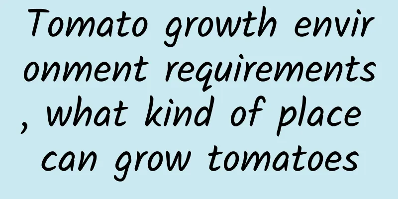 Tomato growth environment requirements, what kind of place can grow tomatoes