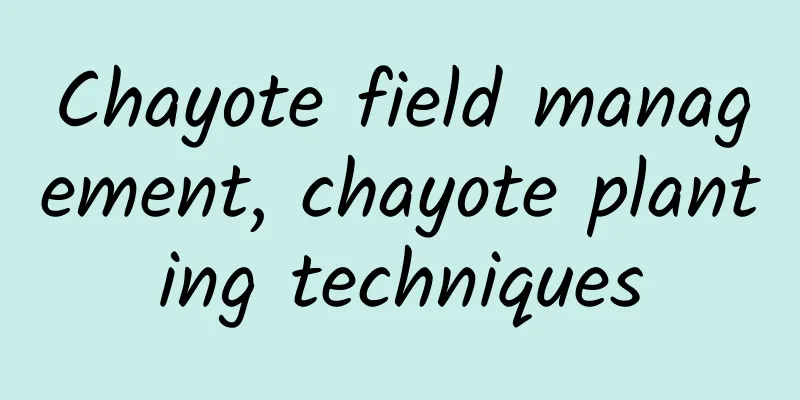 Chayote field management, chayote planting techniques