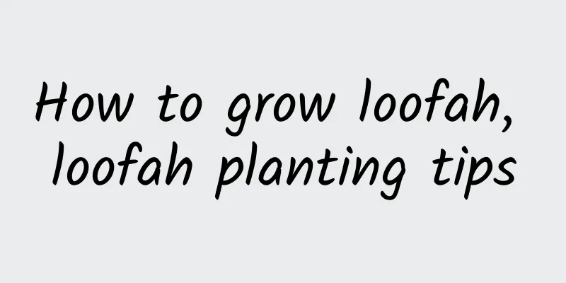 How to grow loofah, loofah planting tips