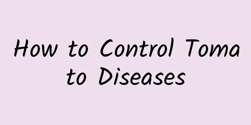 How to Control Tomato Diseases