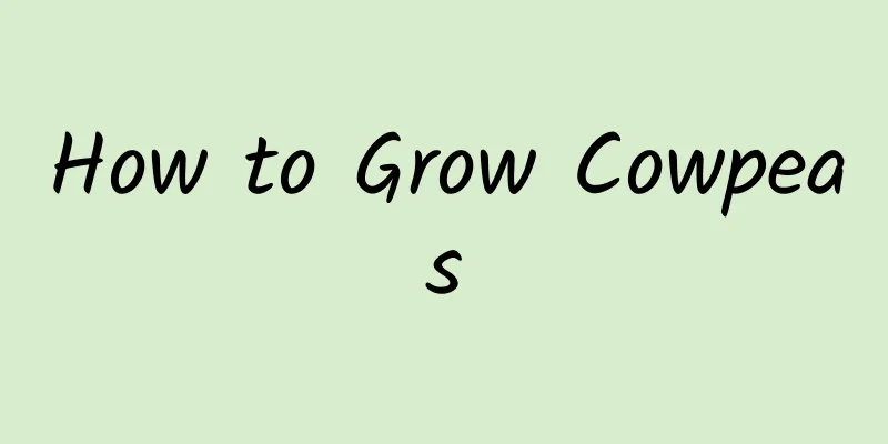 How to Grow Cowpeas