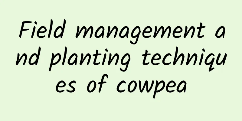 Field management and planting techniques of cowpea