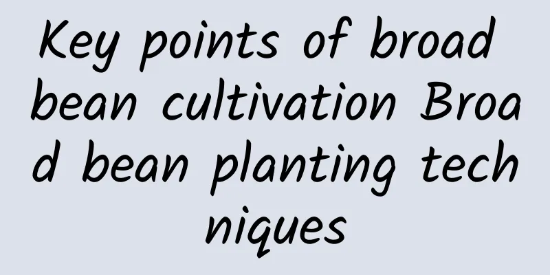 Key points of broad bean cultivation Broad bean planting techniques