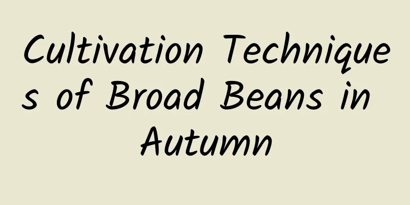 Cultivation Techniques of Broad Beans in Autumn