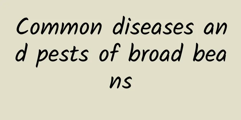 Common diseases and pests of broad beans