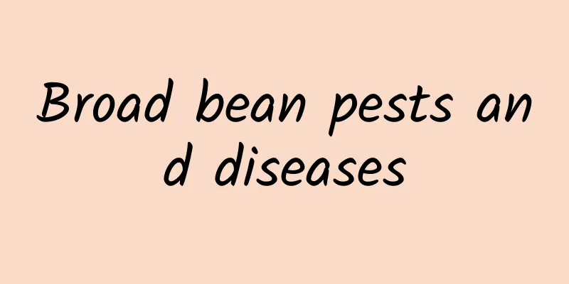 Broad bean pests and diseases