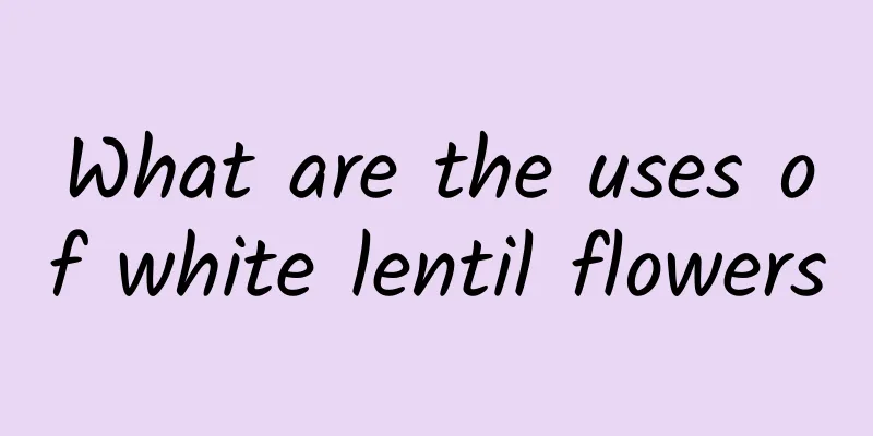 What are the uses of white lentil flowers