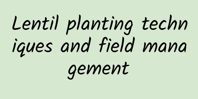 Lentil planting techniques and field management