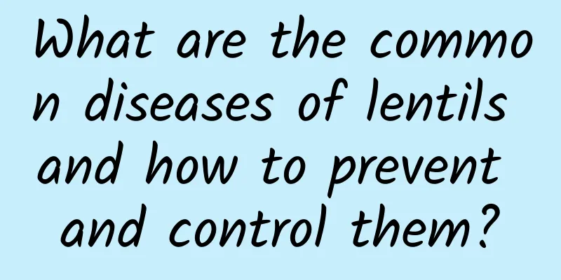 What are the common diseases of lentils and how to prevent and control them?