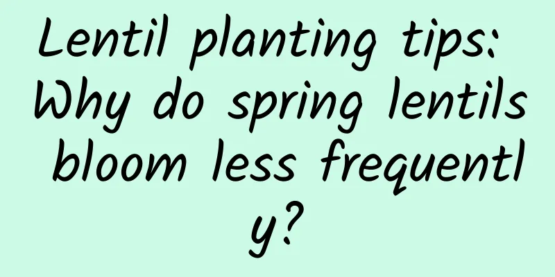 Lentil planting tips: Why do spring lentils bloom less frequently?