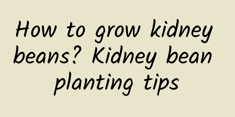 How to grow kidney beans? Kidney bean planting tips