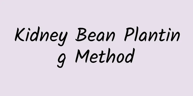 Kidney Bean Planting Method