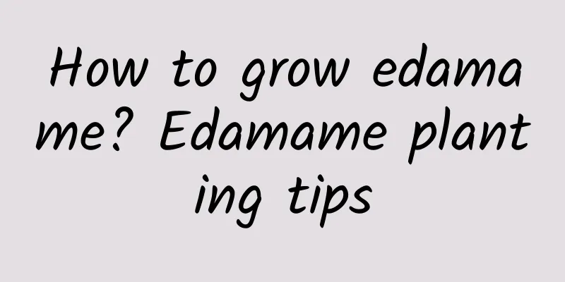 How to grow edamame? Edamame planting tips