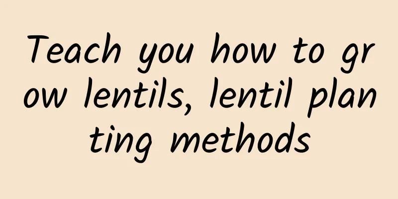 Teach you how to grow lentils, lentil planting methods