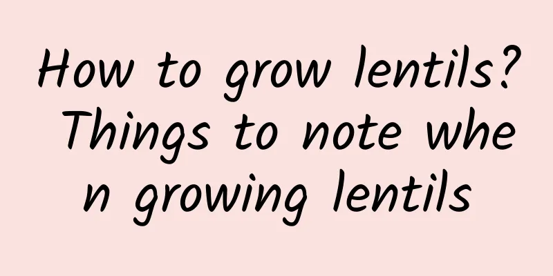 How to grow lentils? Things to note when growing lentils