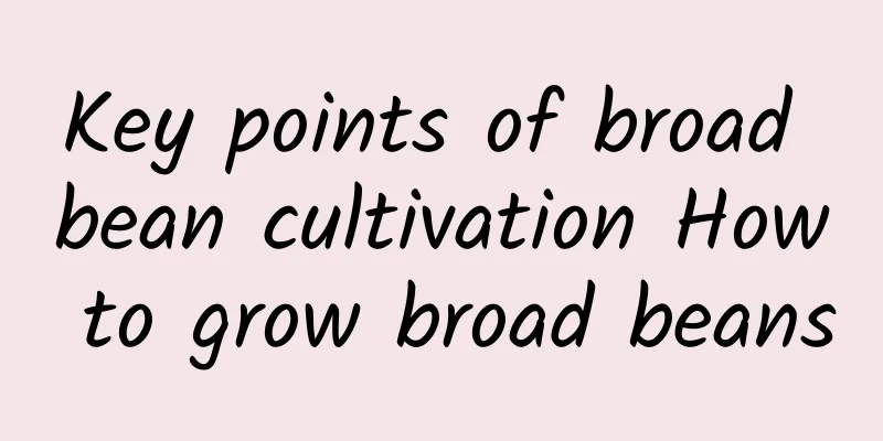 Key points of broad bean cultivation How to grow broad beans