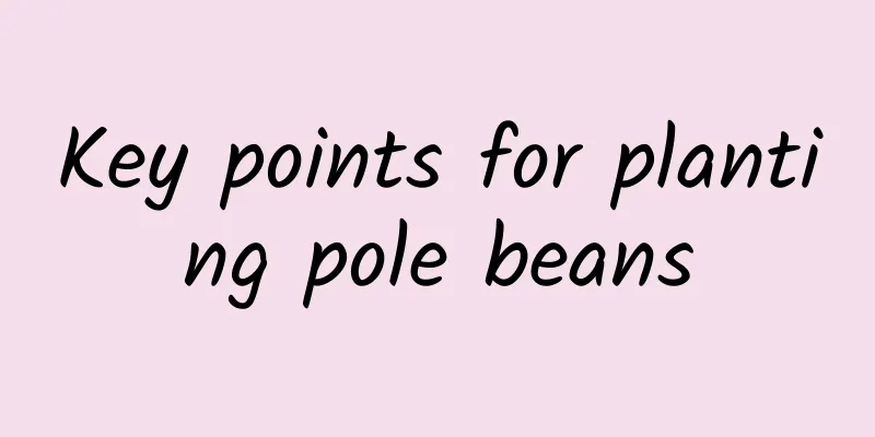 Key points for planting pole beans