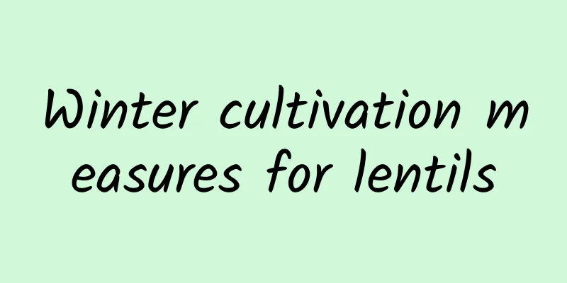 Winter cultivation measures for lentils