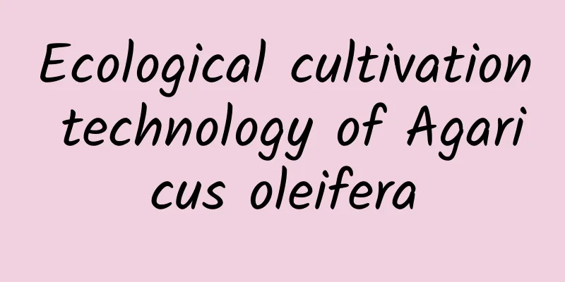 Ecological cultivation technology of Agaricus oleifera