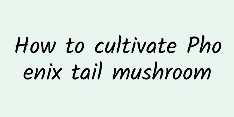 How to cultivate Phoenix tail mushroom