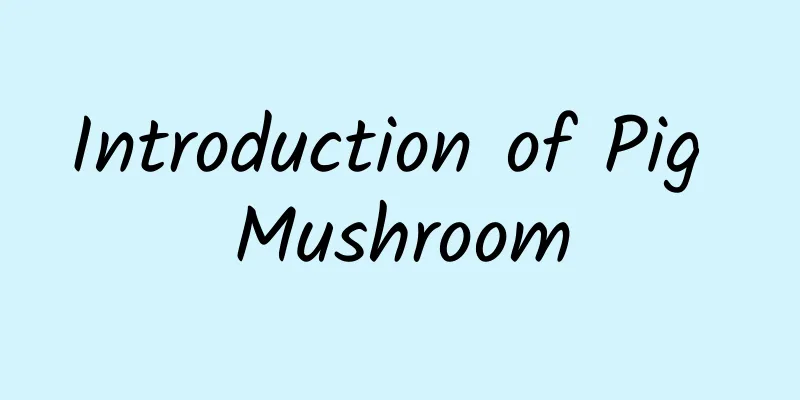 Introduction of Pig Mushroom