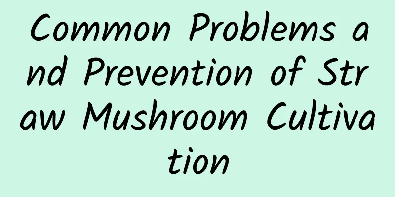 Common Problems and Prevention of Straw Mushroom Cultivation