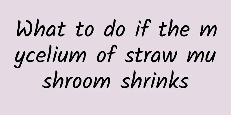 What to do if the mycelium of straw mushroom shrinks