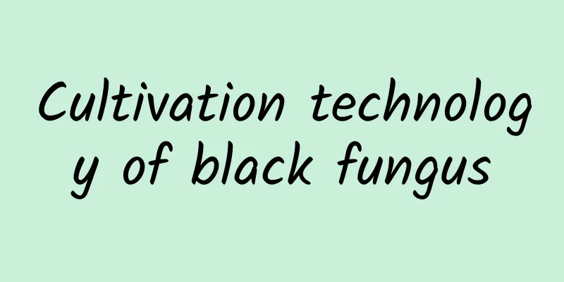 Cultivation technology of black fungus