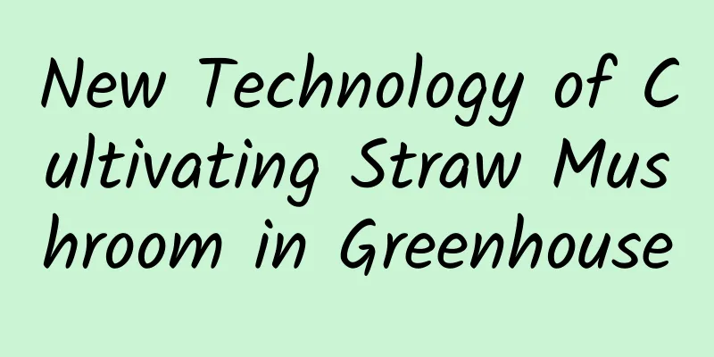 New Technology of Cultivating Straw Mushroom in Greenhouse