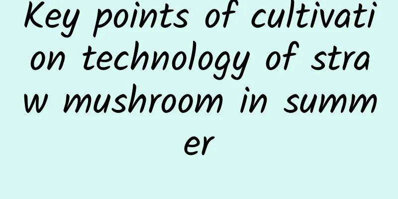 Key points of cultivation technology of straw mushroom in summer