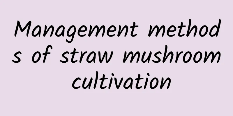 Management methods of straw mushroom cultivation