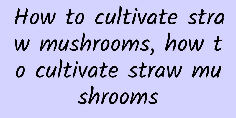 How to cultivate straw mushrooms, how to cultivate straw mushrooms