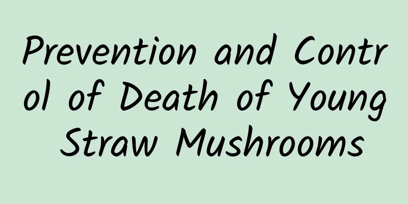 Prevention and Control of Death of Young Straw Mushrooms