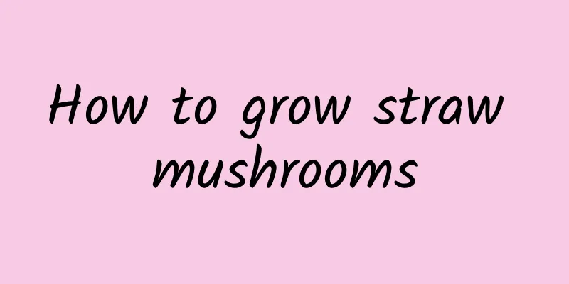 How to grow straw mushrooms